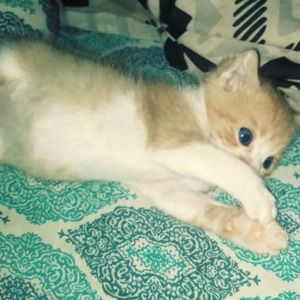 Meet your Posher, Atara